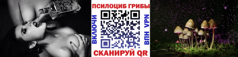Купить закладки  Покровск  Псилоцибиновые грибы Cubensis 